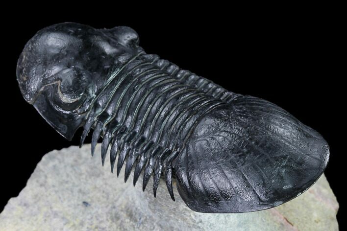 Paralejurus Trilobite Fossil - Flying Preparation #169668